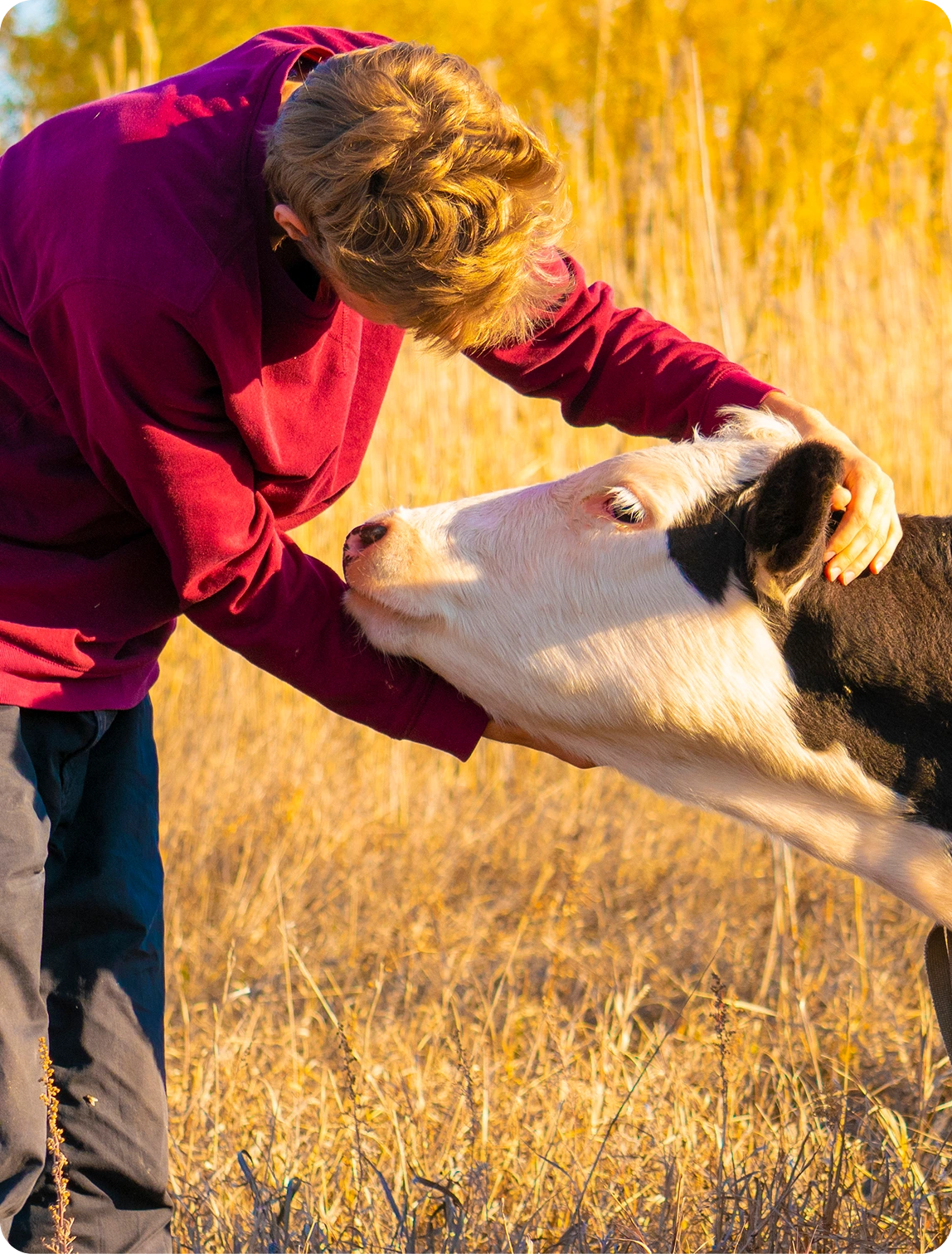 Person petting cow in sunny field.
