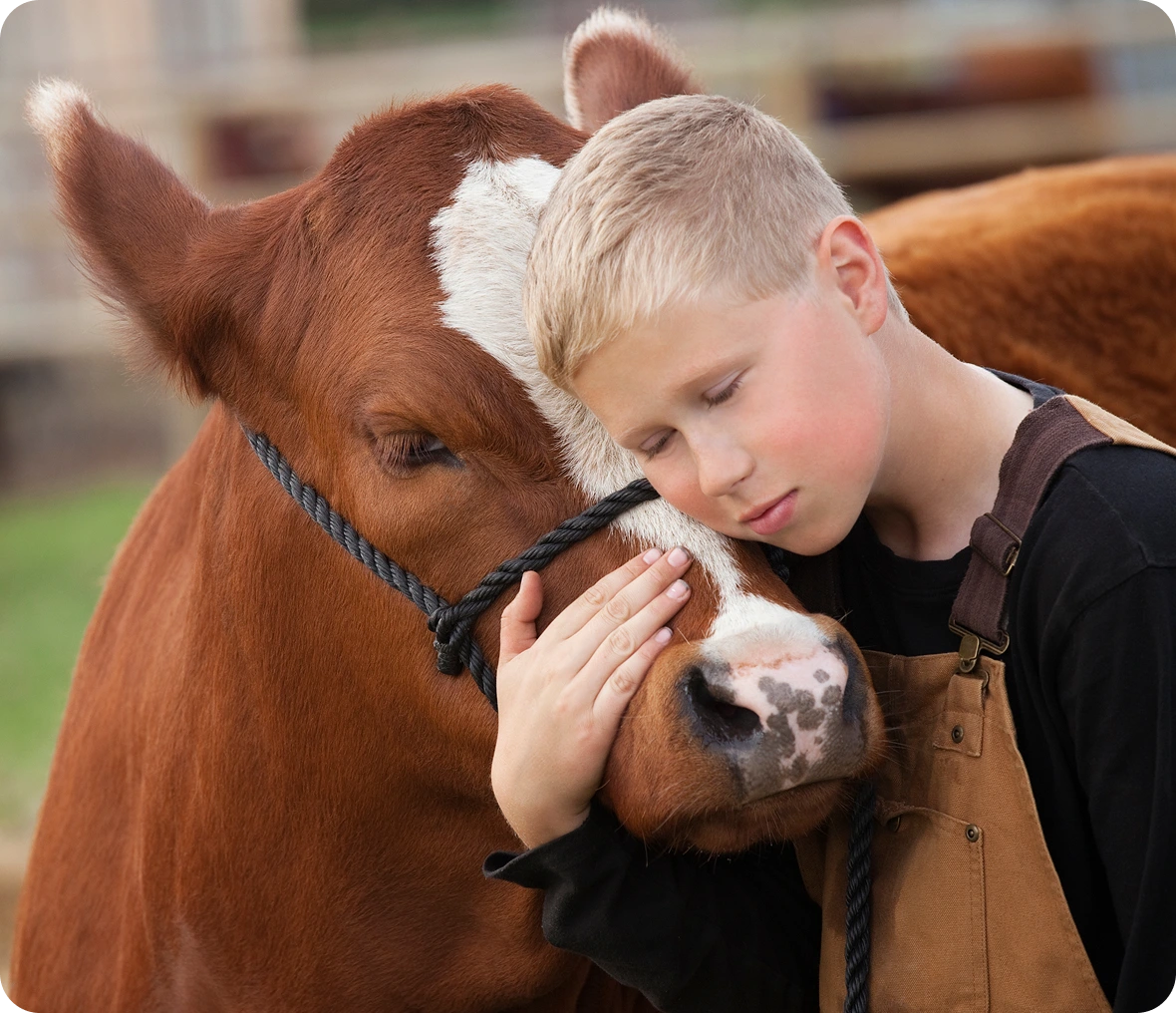 Boy hugging a cow gently, eyes closed.